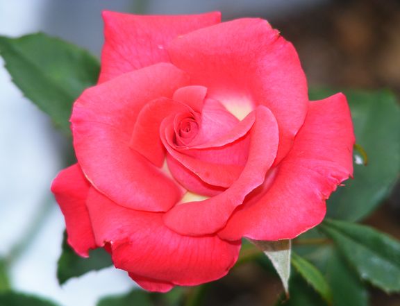 Patron photo pat2013_07060089_zpsf52cb9e8.jpg